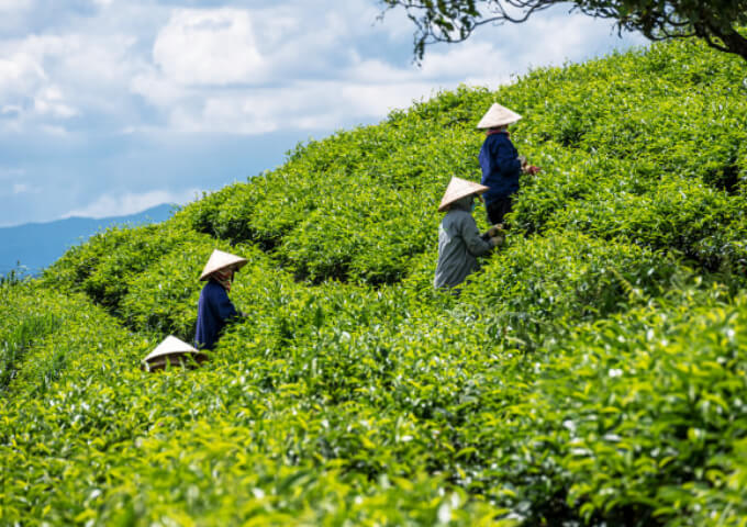 tea-plantation